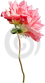 Dahlia flower isolated on white background