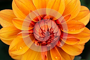 Dahlia flower just after a rain shower