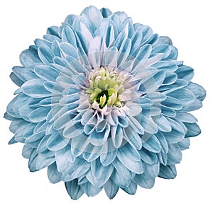 dahlia flower light blue. Flower isolated on a white background. No shadows with clipping path. Close-up.