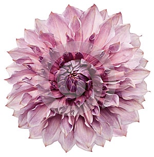 dahlia flower light purple. Flower isolated on a white background. No shadows with clipping path. Close-up.