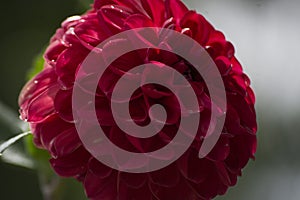 Dahlia flower mixed in white and red (Dahlia pinnata Cav.) photo