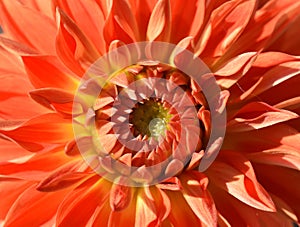 Dahlia flower orange coloured close-up