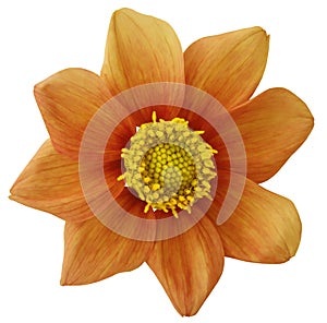 Dahlia flower orange, white isolated background with clipping path. Closeup. no shadows. For design. eight petals.