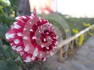 Dahlia flower in a park looks so beautiful in sun light