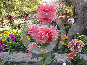 Dahlia flower in a park looks so beautiful in sun light