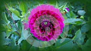 Dahlia flower, perfect symmetry