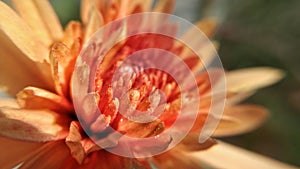 Dahlia flower Petals  blossoming background , Closeup picture of a dalhia in the summer sun, Chrysanthemum