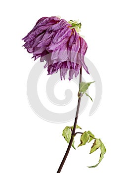 Dahlia flower, Pink dahlia flower with leaves isolated on white background, with clipping path