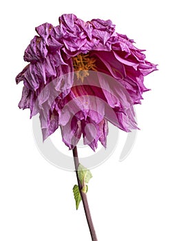 Dahlia flower, Pink dahlia flower with leaves isolated on white background, with clipping path