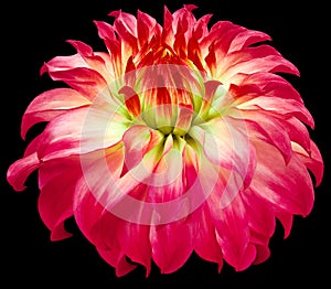 Dahlia flower pink.  Flower isolated on the black background. No shadows with clipping path. Close-up.