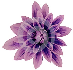 Dahlia flower pink-violet-blue big petals. white isolated background with clipping path. Closeup. no shadows. For design.