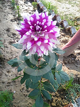 Dahlia flower plant in field