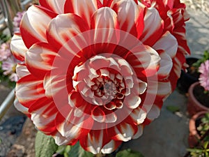 Dahlia flower plant in terrace gardening small pot in India Kanpur