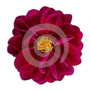 Dahlia flower, Red dahlia flower isolated on white background, with clipping path