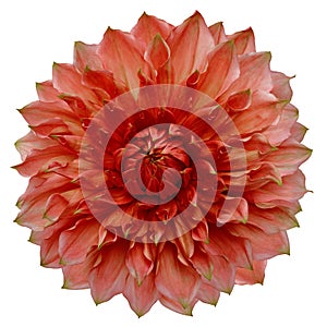 dahlia flower red. Flower isolated on a white background. No shadows with clipping path. Close-up.