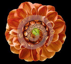 Dahlia flower,red-orange , green center, black background isolated with clipping path.