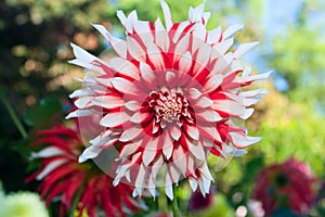 Dahlia Flower, Red and White