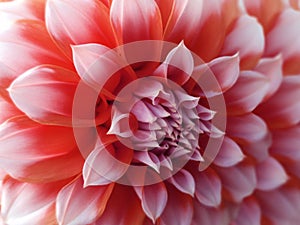 Dahlia flower, red-white. Closeup. beautiful dahlia. side view flower, the far background is blurred, for design