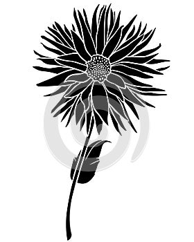 Dahlia flower silhouette