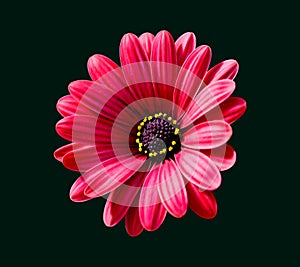 Dahlia Flower Textile Digital Printing Flower, Watercolor illustration. Textile Digital Flower, Digital Printing Design