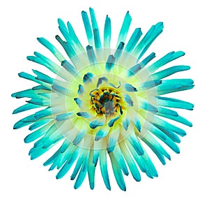 Dahlia  flower  turquoise. Petals colored rays.  beautiful flower isolated on white background. For design. Nature