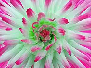 Dahlia flower turquoise-pink. Petals colored rays. Closeup. Beautiful dahlia in bloom for design.