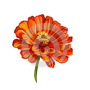 Dahlia flower vector illustration hand drawn