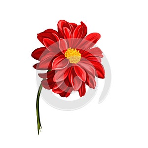 Dahlia flower vector illustration hand drawn photo