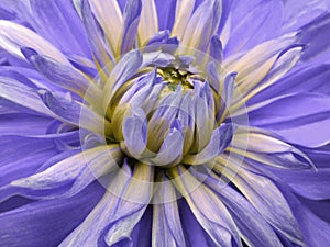 Dahlia flower violet-yellow. Closeup. beautiful dahlia side view for design. Macro.