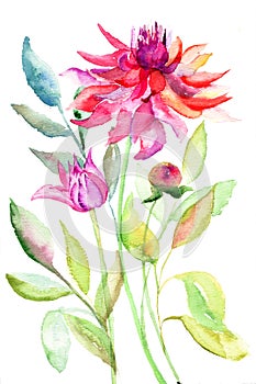 Dahlia flower, watercolor illustration