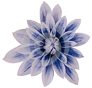 Dahlia flower white-gray-blue big petals. white isolated background with clipping path. Closeup. no shadows. For design.