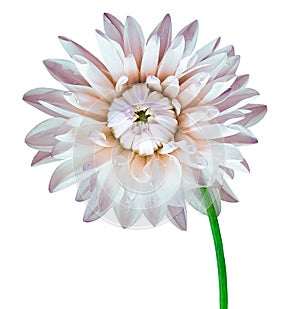 Dahlia. Flower on a white isolated background with clipping path. For design. Closeup.