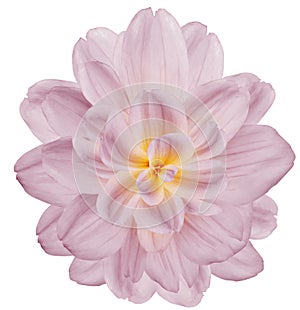 Dahlia. Flower on white isolated background with clipping path. For design. Closeup.
