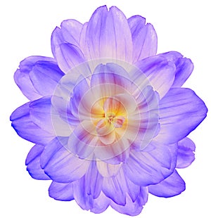 Dahlia. Flower on a white isolated background with clipping path. For design. Closeup.