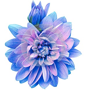 Dahlia. Flower on a white isolated background with clipping path. For design. Closeup.