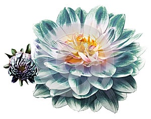 Dahlia. Flower on a white isolated background with clipping path. For design. Closeup. budturquoisegreenblue