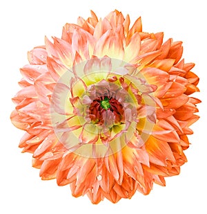 Dahlia. Flower on a white isolated background with clipping path. For design. Closeup. Drops of water on the petals.