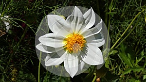 Dahlia Flower White Sway In the Wind