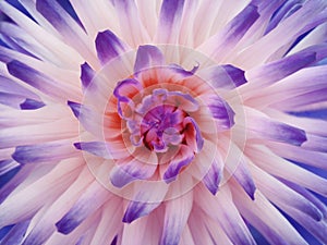 Dahlia flower white-violet-pink. Petals colored rays. Closeup. Beautiful dahlia in bloom for design.