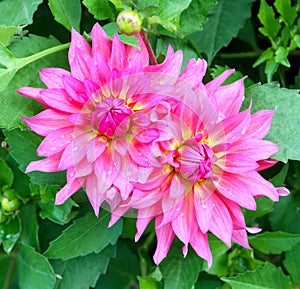 Dahlia flowers