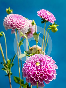 Dahlia flowers