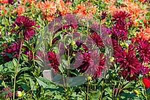 Dahlia flowers