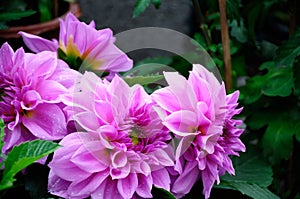 Dahlia Flowers