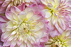 Dahlia flowers