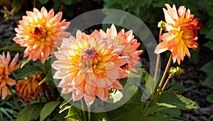 Dahlia flowers in autumn