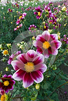 Dahlia Flowers - Bashful
