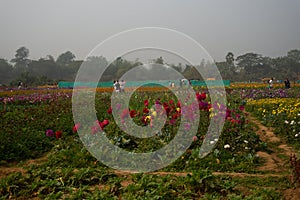 Dahlia flowers , Dahlia pinnata bushy, tuberous, herbaceous perennial plants being harvested in floricultural field at Khirai,