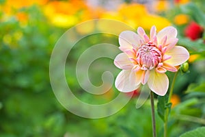 Dahlia flowers in the garden