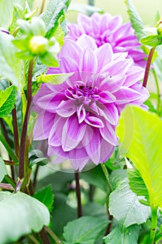 Dahlia flowers garden