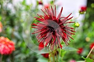 Dahlia flowers in the garden on green leaves background. Dahlia Nuit d\'Ete photo